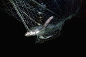 Thresher Shark caught in gill net