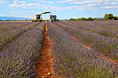 Lavender Harvest,France