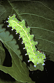 Peacock moth larva