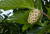 Noni fruit