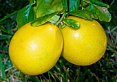 Lemon (Everbearing)