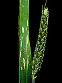 Damaged Wheat Leaf from Cereal Beetle