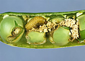 Pea Moth Caterpillar