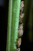 Brown Rice Planthoppers