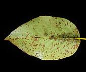 Fabraea Leaf Spot
