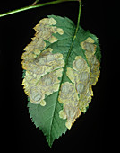 Apple Leaf Miner Mines