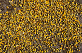 Worker Honey Bee Pollen pellets