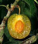 Sectioned plum fruit