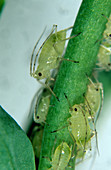 Glasshouse potato aphids