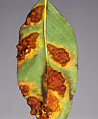 Pear rust (Gymnosporangium fuscum)