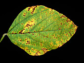 Bacterial blight on soya foliage
