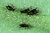 Chrysanthemum aphids