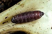 Parasitized Cabbage Root Fly Pupa