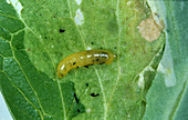 Pea leaf miner (Phytomyza horticola)