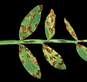 Leaf spot (Mycosphaerella pinodes)