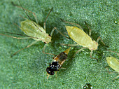 Parasitoid wasp laying eggs