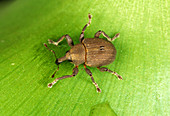 Weevil (Neochetina eichorniae)