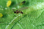 Adult predatory midge