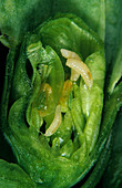 Pea midge (Contarinia pisi) larvae