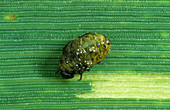 Cereal leaf beetle (Oulema melanopa)