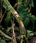 White mold (Sclerotinia sclerotiorum)