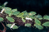 Sowthistle aphids (Hypermyzus lactucae)