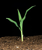 Young corn plant