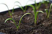 Growing spinach