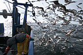 Herring Gull feeding