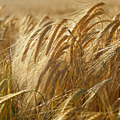 Ripe Golden Ears