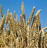 Ripening Ears of Wheat