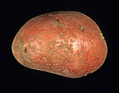 Potato Cyst Nematode