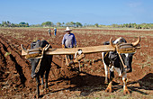 Farmer with Oxen,Cuba