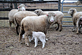 Newborn lamb nursing