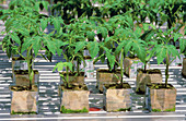 Hydroponic Tomato Plants
