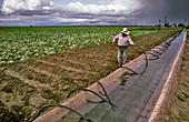 Irrigating Lettuce Plants