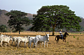 Venezuelan Cattle Ranch