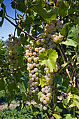 Riesling Grapes