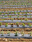 Crops with Plastic Mulch