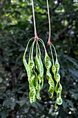 Seedpods of Petai Tree