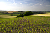 Young Corn Crop near Angouleme,France