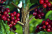 Ripe Coffee Berries on plant
