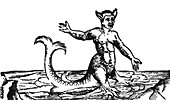 Merman,Legendary Creature,16th Century