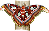 Atlas Moth,Illustration