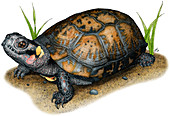 Bog Turtle,Illustration