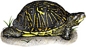 Florida Box Turtle,Illustration