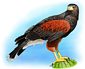 Harris Hawk,Illustration