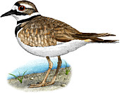 Killdeer,Illustration