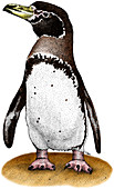 Magellanic Penguin,Illustration