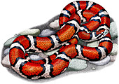 Red Milk Snake,Illustration